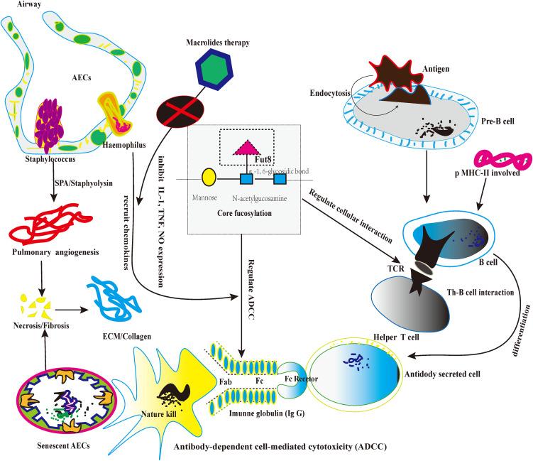 https://cdn.ncbi.nlm.nih.gov/pmc/blobs/fc5f/9904240/38b898be7237/fimmu-14-1032355-g003.jpg
