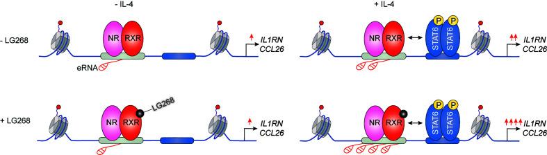 https://cdn.ncbi.nlm.nih.gov/pmc/blobs/fc61/7758493/d15d5b629274/fendo-11-609099-g005.jpg