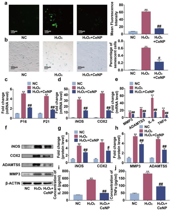 https://cdn.ncbi.nlm.nih.gov/pmc/blobs/fc67/10003033/22356a750beb/ijms-24-05056-g004.jpg