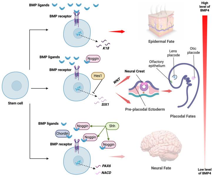 https://cdn.ncbi.nlm.nih.gov/pmc/blobs/fc67/11504183/1bd5ff98f654/biomedicines-12-02262-g001.jpg