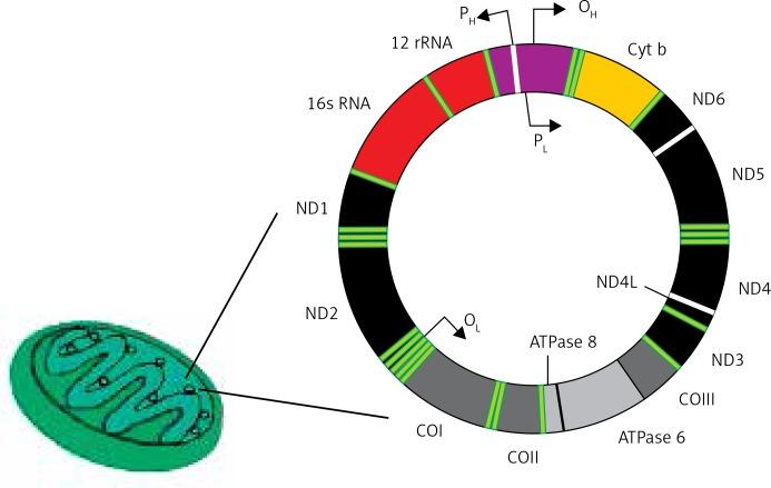 https://cdn.ncbi.nlm.nih.gov/pmc/blobs/fc68/6657237/7a1df8515246/AMS-15-36990-g004.jpg