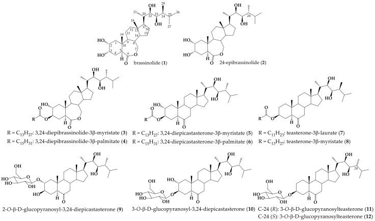 https://cdn.ncbi.nlm.nih.gov/pmc/blobs/fc68/7927124/5e2845041235/molecules-26-01173-g001.jpg