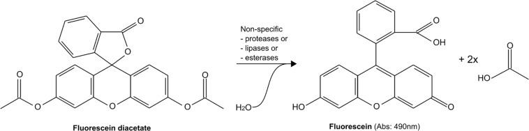 https://cdn.ncbi.nlm.nih.gov/pmc/blobs/fc69/7705206/0062d7176fdf/fmicb-11-547458-g006.jpg