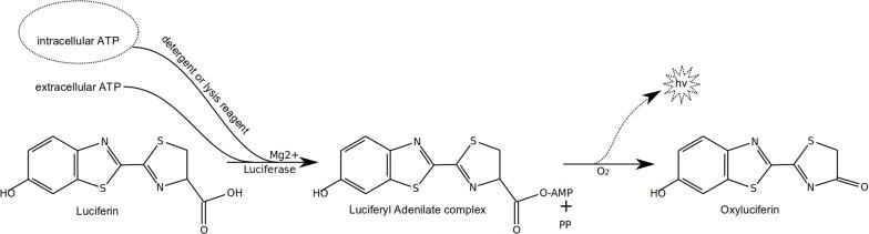 https://cdn.ncbi.nlm.nih.gov/pmc/blobs/fc69/7705206/de626767dda8/fmicb-11-547458-g004.jpg