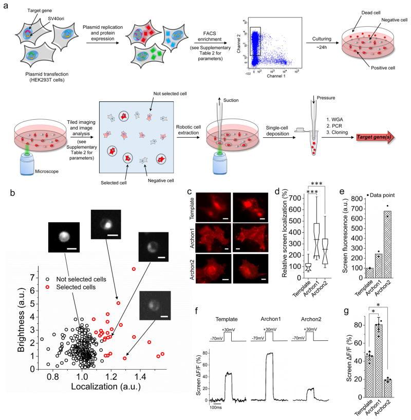 https://cdn.ncbi.nlm.nih.gov/pmc/blobs/fc75/5866759/4451e975a46e/nihms929464f1.jpg