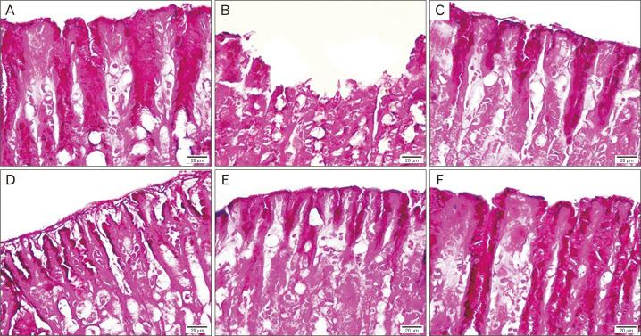https://cdn.ncbi.nlm.nih.gov/pmc/blobs/fc78/7527116/fdecdb0b21cc/ACB-53-301-f4.jpg