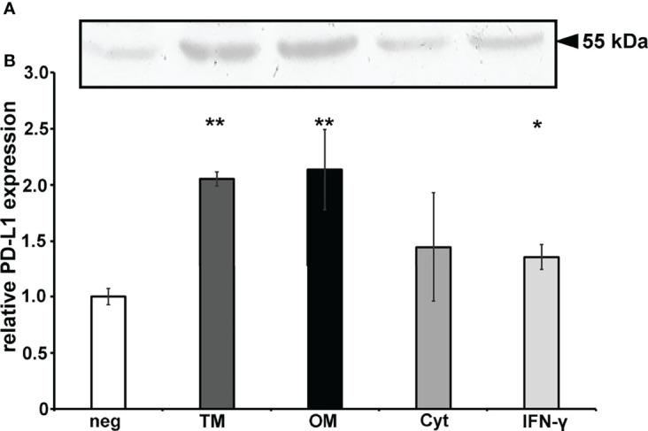 https://cdn.ncbi.nlm.nih.gov/pmc/blobs/fc78/9277116/6097df0234a9/fcimb-12-935806-g002.jpg