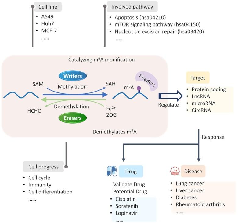 https://cdn.ncbi.nlm.nih.gov/pmc/blobs/fc78/9825441/8003e848c5fe/gkac801fig1.jpg
