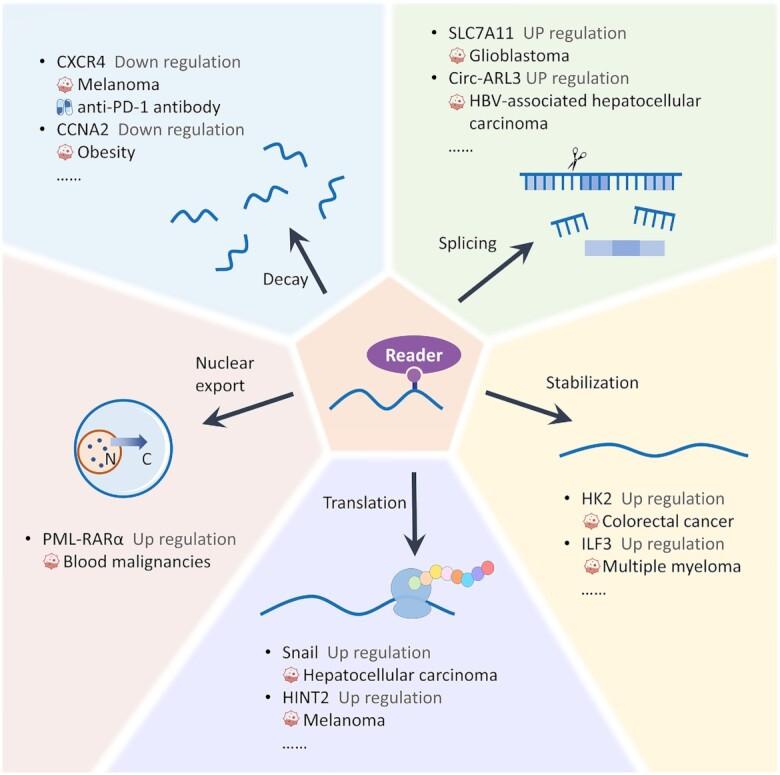 https://cdn.ncbi.nlm.nih.gov/pmc/blobs/fc78/9825441/98a27c053010/gkac801fig3.jpg