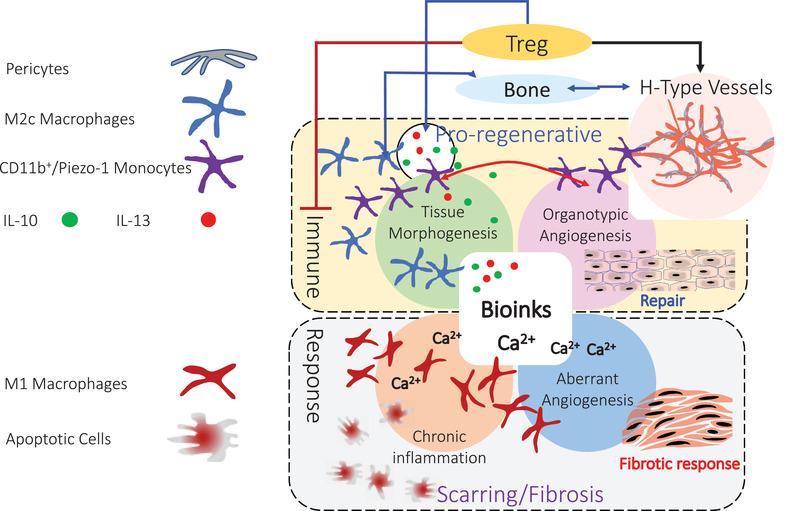 https://cdn.ncbi.nlm.nih.gov/pmc/blobs/fc7b/8787414/f145ea234609/ADVS-9-2103469-g008.jpg