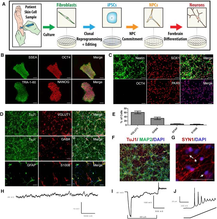 https://cdn.ncbi.nlm.nih.gov/pmc/blobs/fc81/6067152/2335fba11168/gr1.jpg