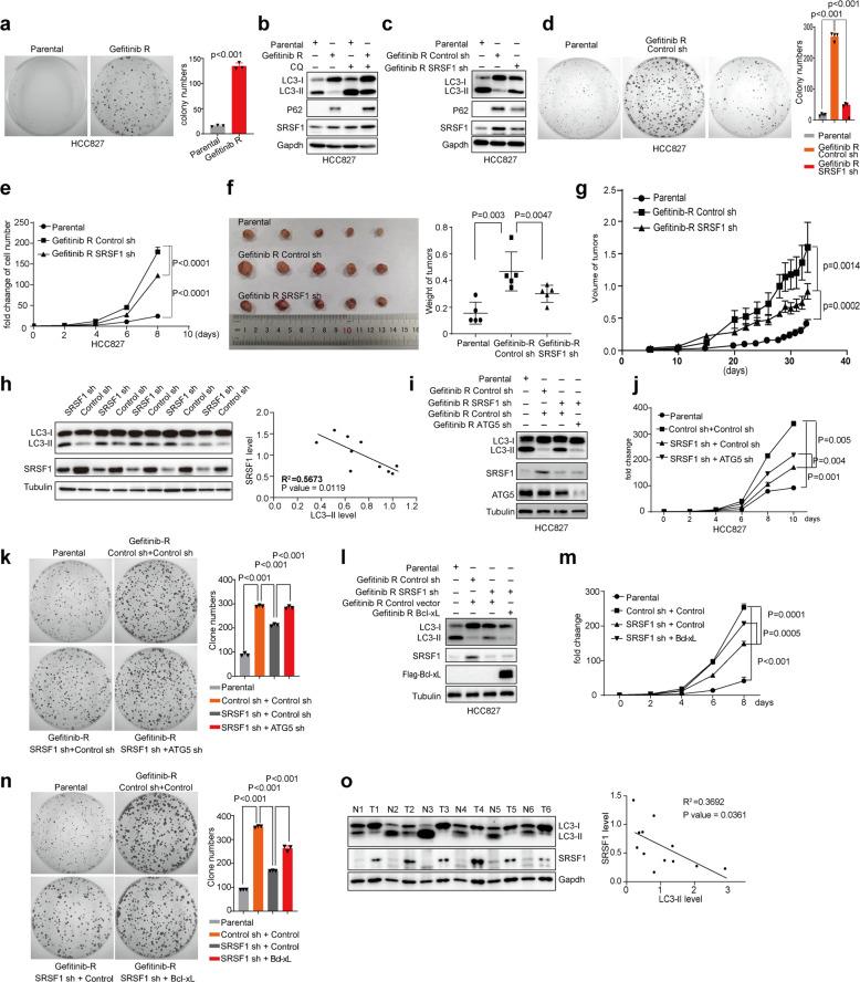 https://cdn.ncbi.nlm.nih.gov/pmc/blobs/fc85/7933324/1aaa9b7be58e/41392_2021_495_Fig7_HTML.jpg