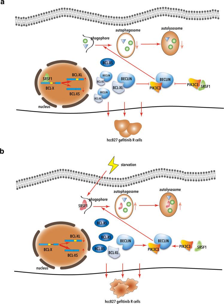https://cdn.ncbi.nlm.nih.gov/pmc/blobs/fc85/7933324/a6c031e5fd53/41392_2021_495_Fig8_HTML.jpg