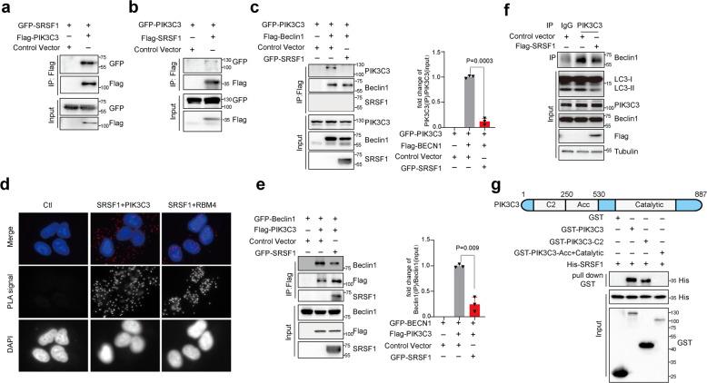 https://cdn.ncbi.nlm.nih.gov/pmc/blobs/fc85/7933324/d9a4ceb93eab/41392_2021_495_Fig5_HTML.jpg