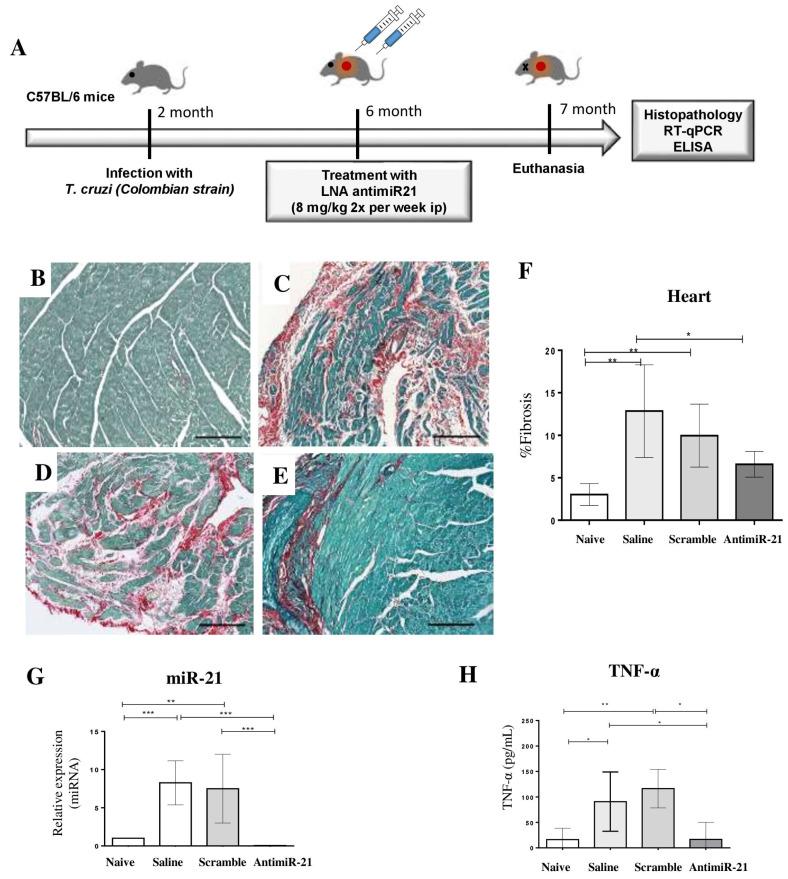 https://cdn.ncbi.nlm.nih.gov/pmc/blobs/fc85/8036348/1a19a15c168c/ijms-22-03307-g006.jpg