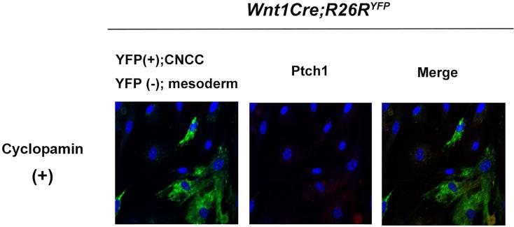 https://cdn.ncbi.nlm.nih.gov/pmc/blobs/fc8d/11469673/0c0f4366ab52/elife-85042-fig6-figsupp1.jpg