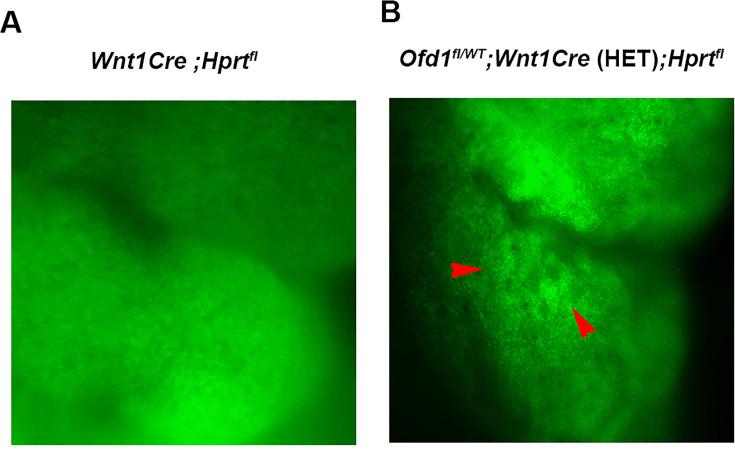 https://cdn.ncbi.nlm.nih.gov/pmc/blobs/fc8d/11469673/22fc9cab1e03/elife-85042-fig4-figsupp1.jpg