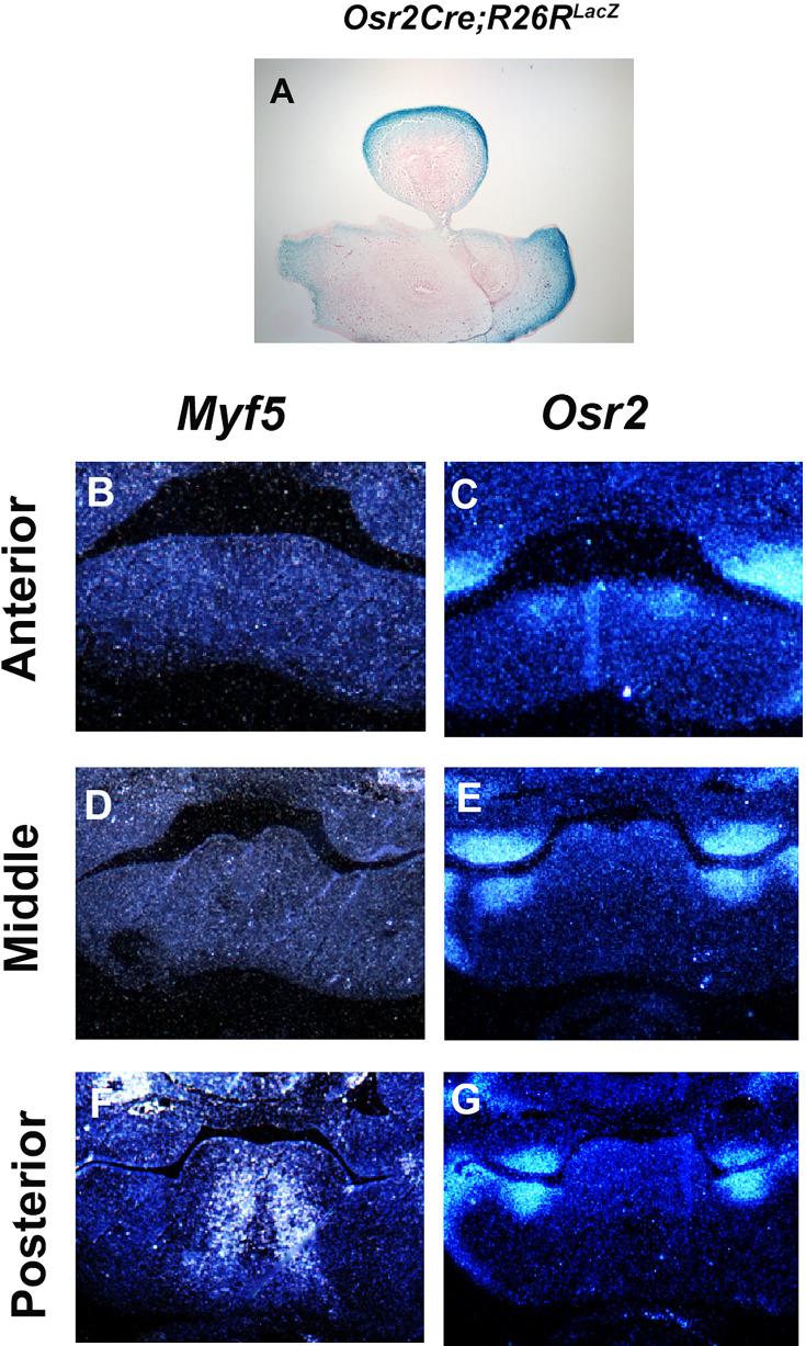https://cdn.ncbi.nlm.nih.gov/pmc/blobs/fc8d/11469673/24fba5362935/elife-85042-fig3-figsupp2.jpg
