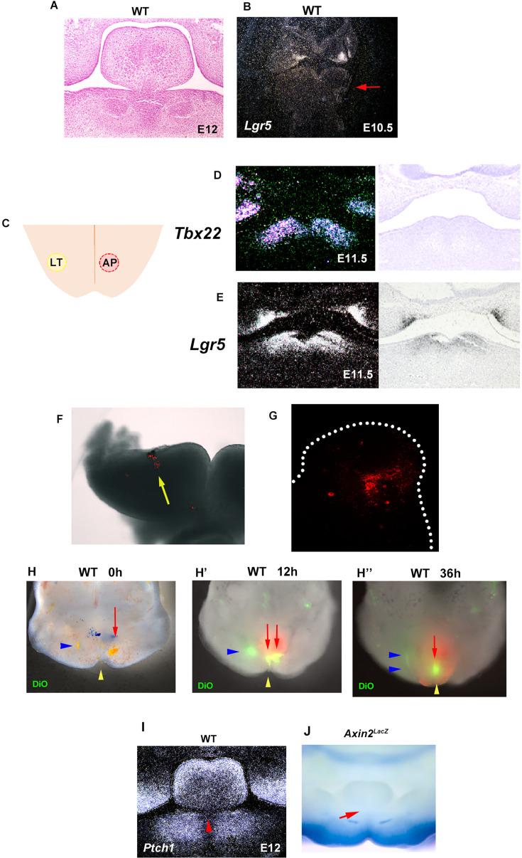 https://cdn.ncbi.nlm.nih.gov/pmc/blobs/fc8d/11469673/648f91ce4281/elife-85042-fig10-figsupp1.jpg