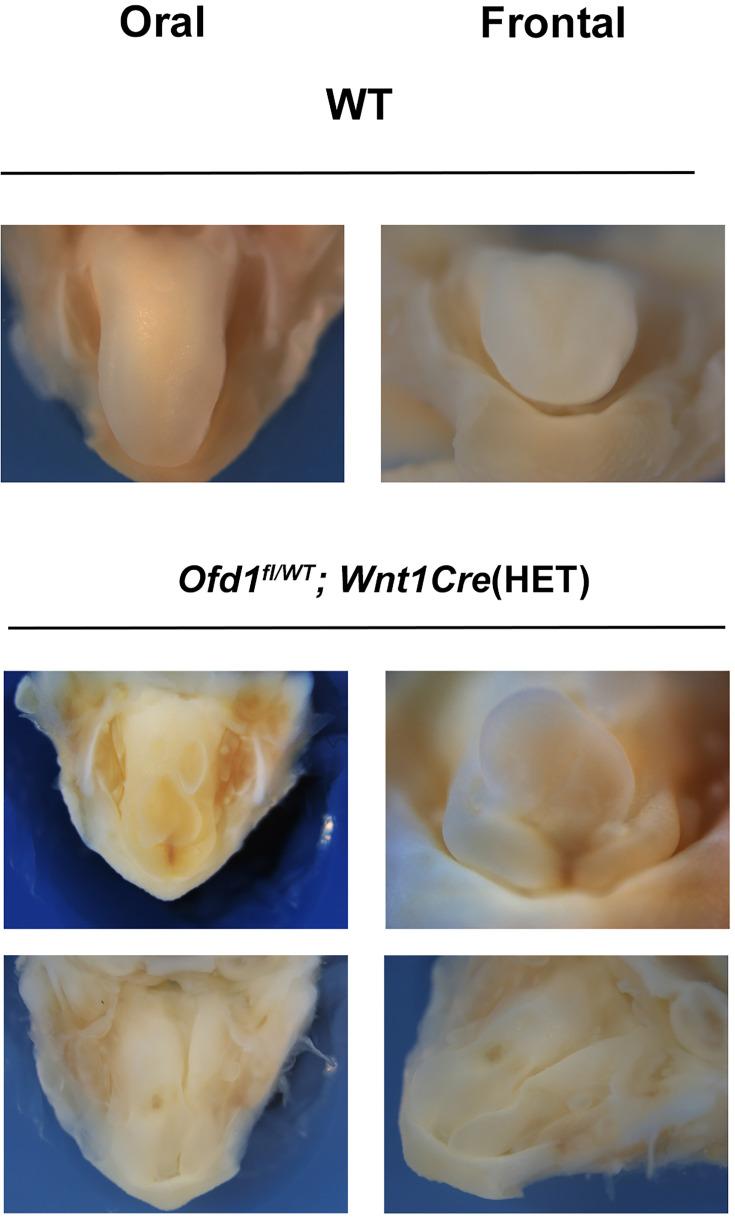 https://cdn.ncbi.nlm.nih.gov/pmc/blobs/fc8d/11469673/8367ab7c8bdb/elife-85042-fig1-figsupp1.jpg