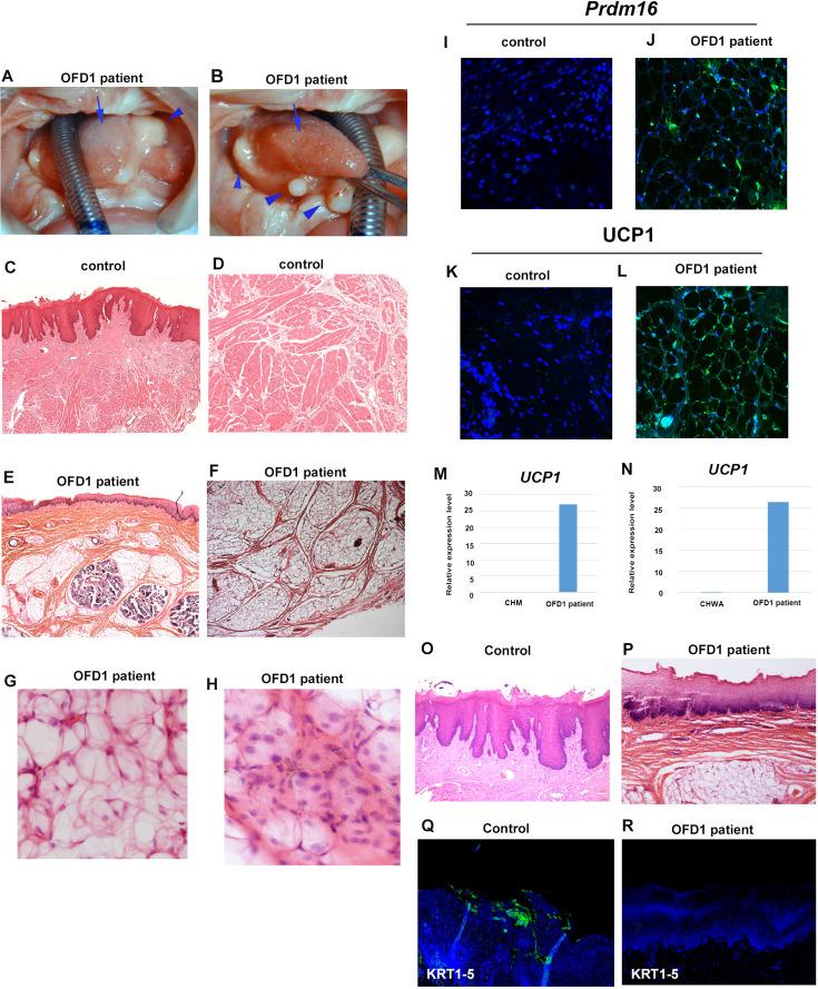 https://cdn.ncbi.nlm.nih.gov/pmc/blobs/fc8d/11469673/9dbb6b001b49/elife-85042-fig9.jpg