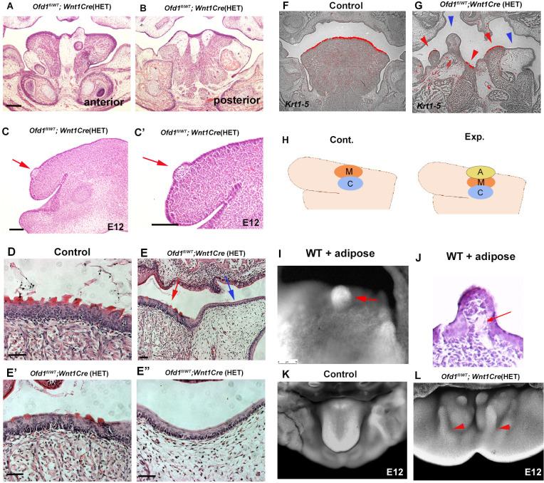 https://cdn.ncbi.nlm.nih.gov/pmc/blobs/fc8d/11469673/a09312ef5b33/elife-85042-fig8.jpg