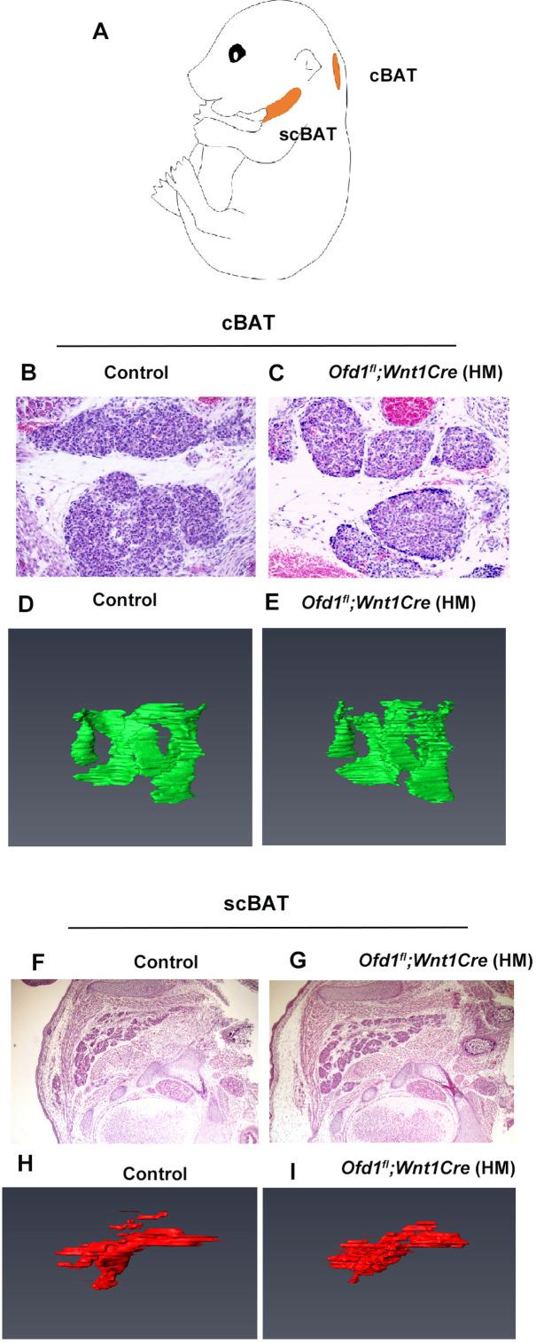 https://cdn.ncbi.nlm.nih.gov/pmc/blobs/fc8d/11469673/d5fe43398169/elife-85042-fig3-figsupp4.jpg