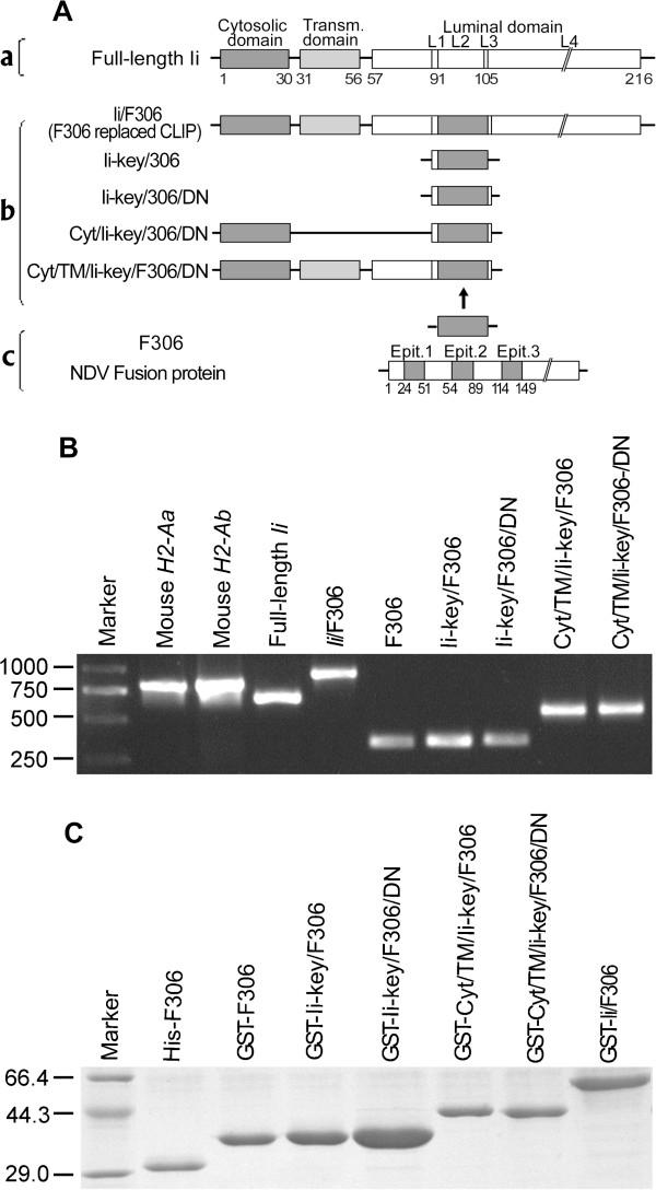 https://cdn.ncbi.nlm.nih.gov/pmc/blobs/fc91/3517428/a73ba513cce2/1471-2172-13-55-1.jpg