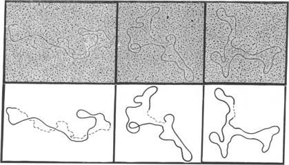 https://cdn.ncbi.nlm.nih.gov/pmc/blobs/fc93/426547/0716f20b0635/pnas00129-0213-a.jpg