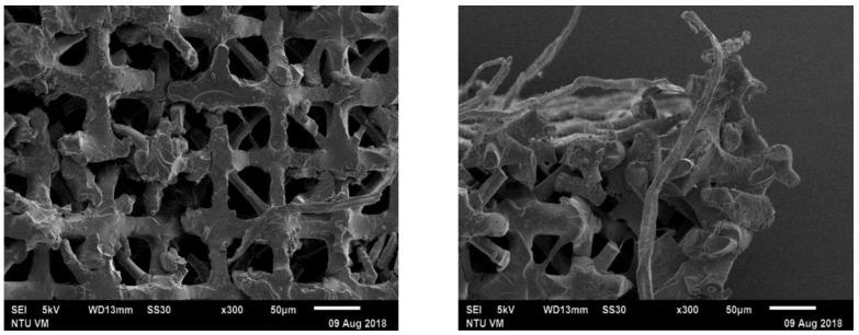 https://cdn.ncbi.nlm.nih.gov/pmc/blobs/fc97/7961826/2e0ffb09d925/polymers-13-00785-g011.jpg