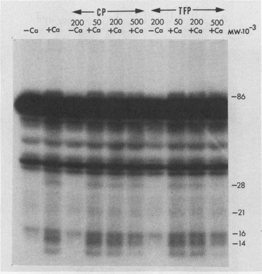 https://cdn.ncbi.nlm.nih.gov/pmc/blobs/fc9a/1064292/637caef7af91/plntphys00580-0085-a.jpg