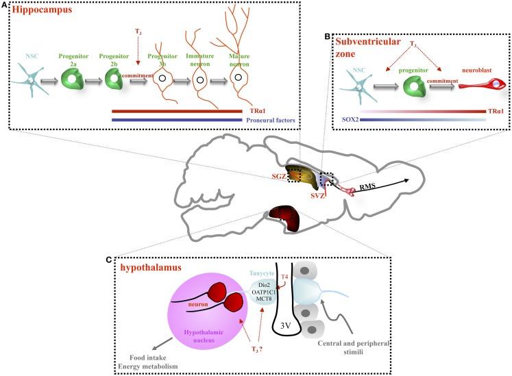 https://cdn.ncbi.nlm.nih.gov/pmc/blobs/fc9a/4009442/16a06c23b79b/fendo-05-00062-g001.jpg