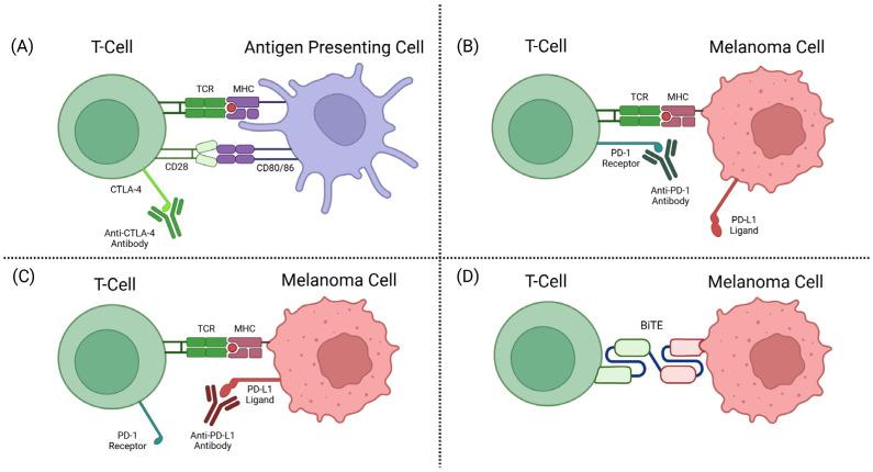 https://cdn.ncbi.nlm.nih.gov/pmc/blobs/fc9e/12071000/d1723d7b8b48/cancers-17-01403-g002.jpg