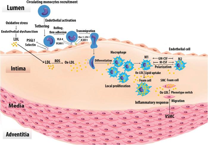 https://cdn.ncbi.nlm.nih.gov/pmc/blobs/fc9e/8660976/2136a5183d9f/fphar-12-785220-g003.jpg