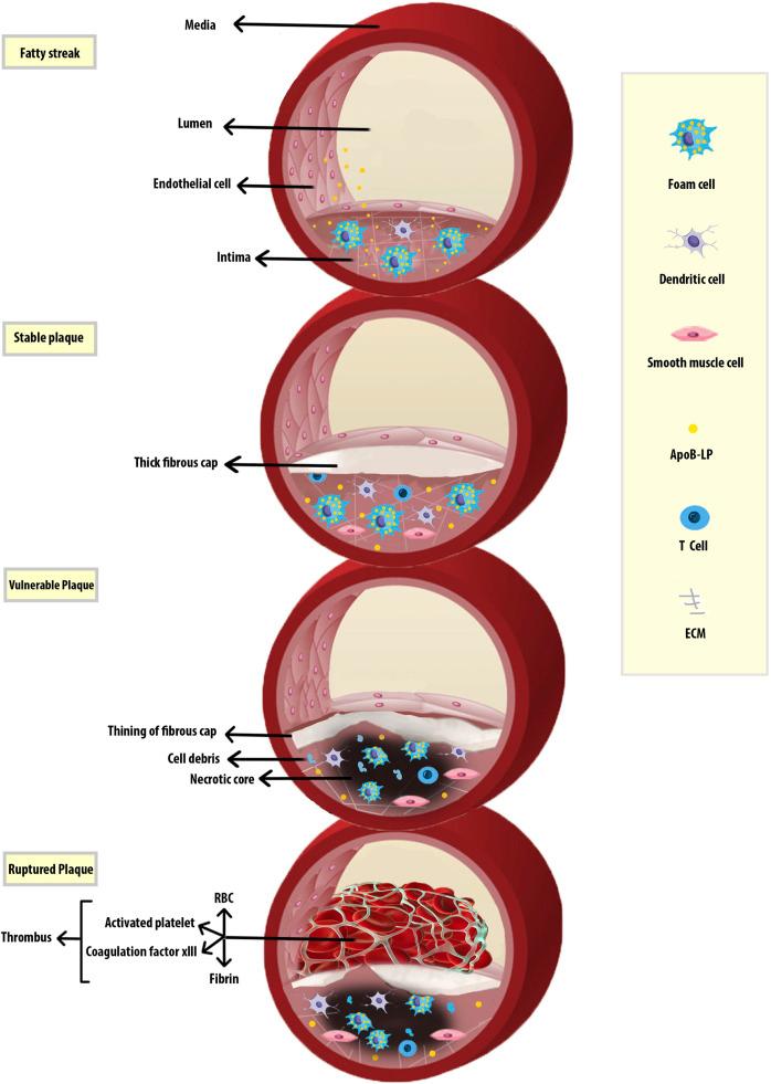 https://cdn.ncbi.nlm.nih.gov/pmc/blobs/fc9e/8660976/3921e23e7cfe/fphar-12-785220-g001.jpg