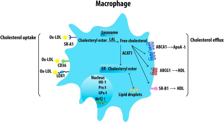 https://cdn.ncbi.nlm.nih.gov/pmc/blobs/fc9e/8660976/6255d1cd049c/fphar-12-785220-g004.jpg