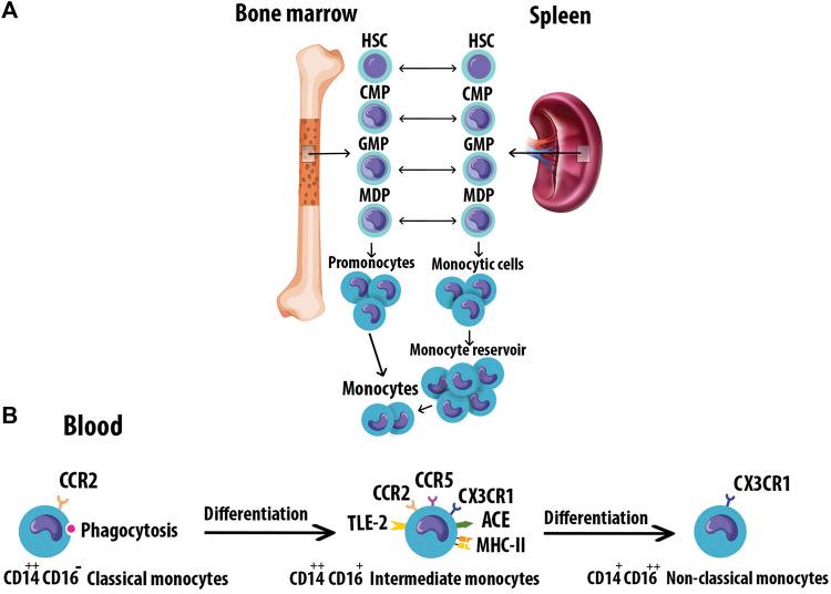 https://cdn.ncbi.nlm.nih.gov/pmc/blobs/fc9e/8660976/f6e4327185df/fphar-12-785220-g002.jpg