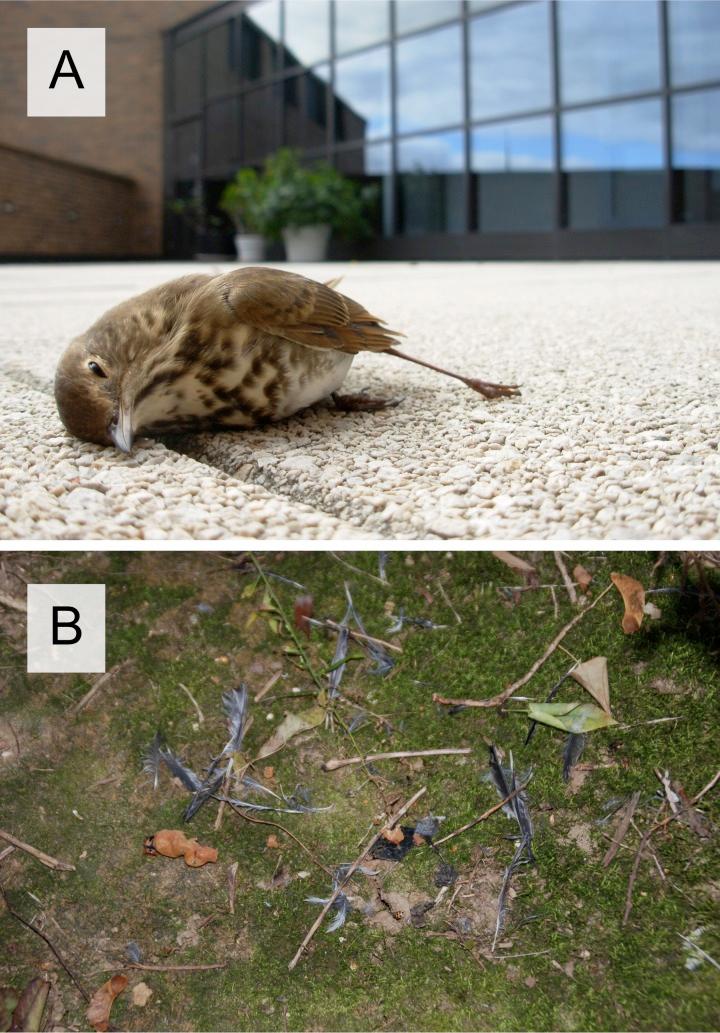 https://cdn.ncbi.nlm.nih.gov/pmc/blobs/fc9f/4081275/a66d29dc13ab/peerj-02-460-g001.jpg