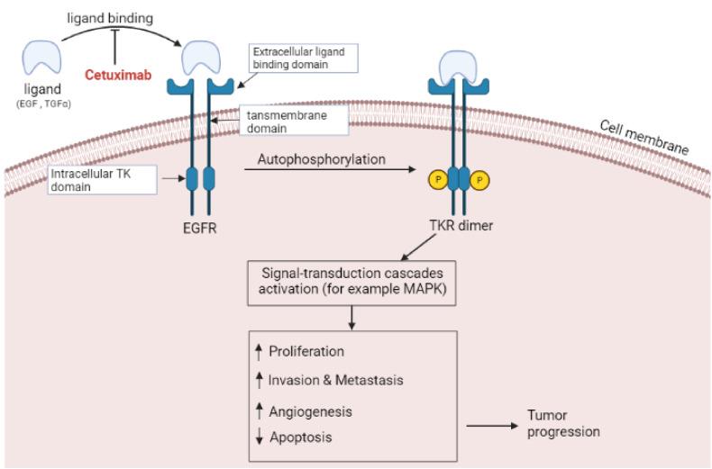https://cdn.ncbi.nlm.nih.gov/pmc/blobs/fc9f/9893386/987600b6eb84/10.1177_15330338221150559-fig1.jpg