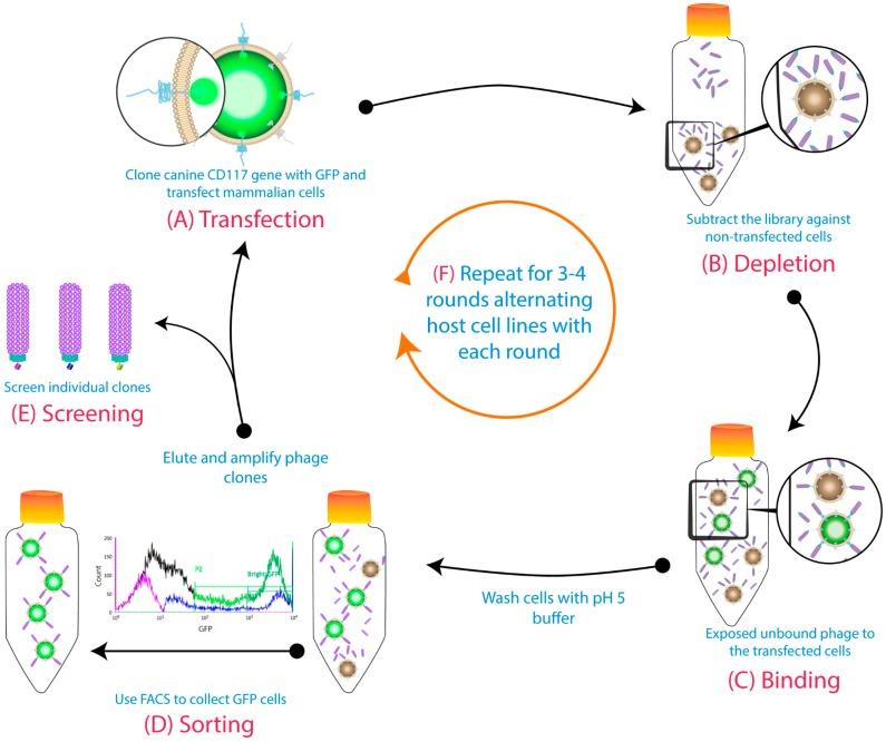 https://cdn.ncbi.nlm.nih.gov/pmc/blobs/fca0/6640692/28422c115424/antibodies-08-00015-g001.jpg