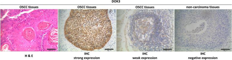 https://cdn.ncbi.nlm.nih.gov/pmc/blobs/fca1/11055382/b3e47cc9000e/12885_2024_12300_Fig5_HTML.jpg