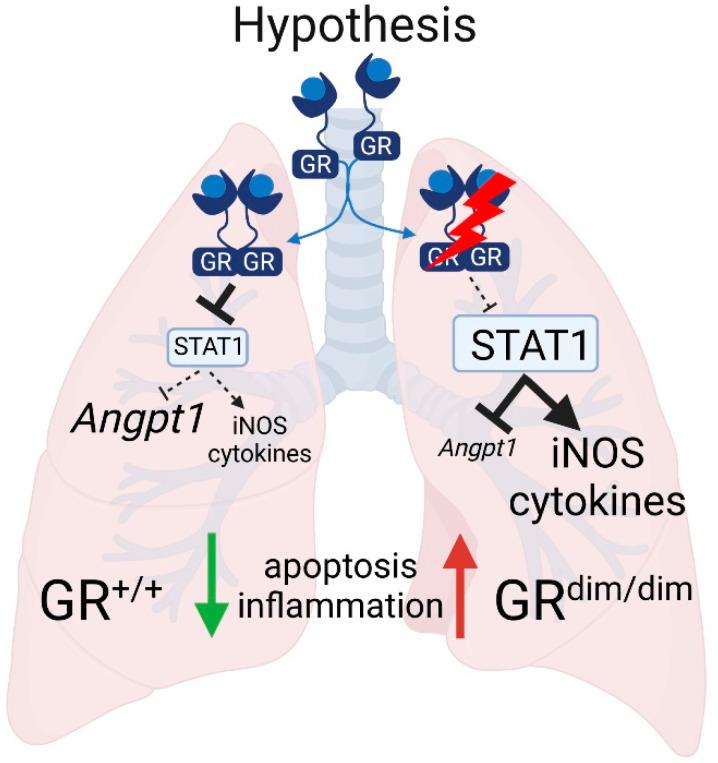 https://cdn.ncbi.nlm.nih.gov/pmc/blobs/fca1/8750862/5301cf4dcbda/cells-11-00112-g005.jpg