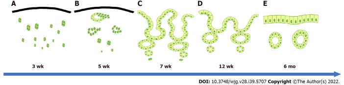 https://cdn.ncbi.nlm.nih.gov/pmc/blobs/fca3/9627420/97ed48631e41/WJG-28-5707-g001.jpg