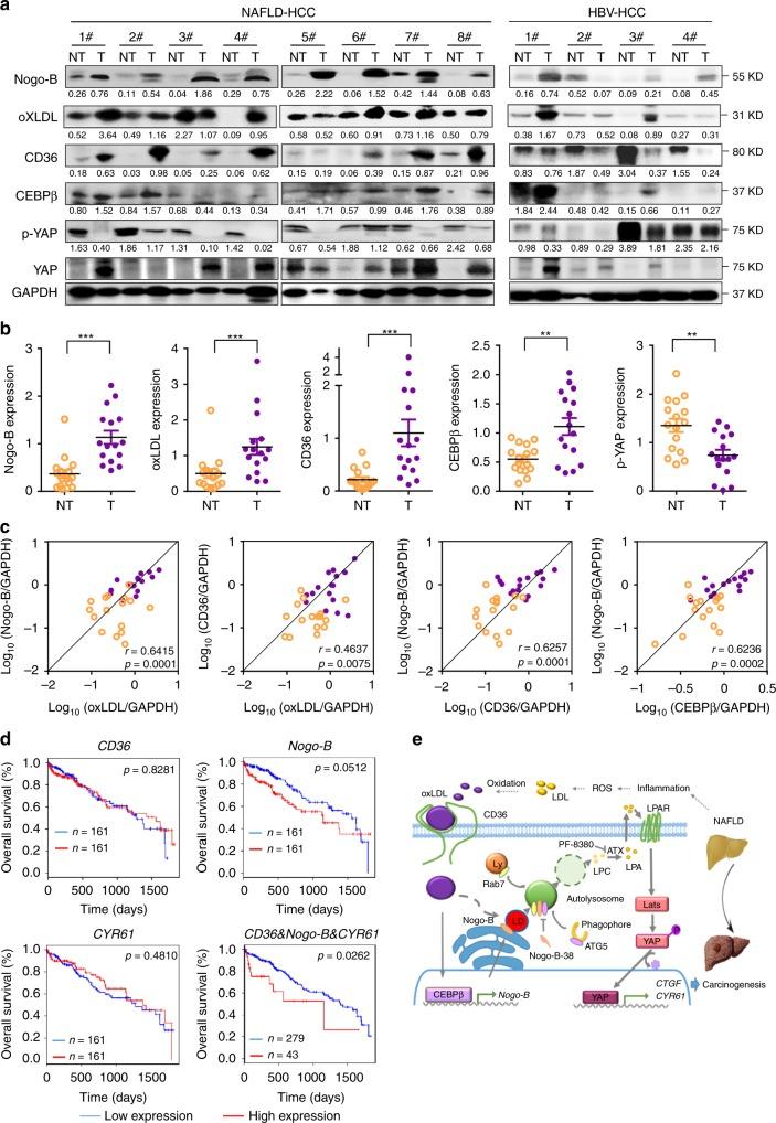 https://cdn.ncbi.nlm.nih.gov/pmc/blobs/fca5/6662851/b7673befbc5f/41467_2019_11274_Fig7_HTML.jpg