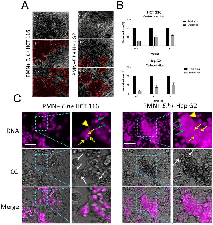https://cdn.ncbi.nlm.nih.gov/pmc/blobs/fca6/11646992/c5da011fda9a/fimmu-15-1493946-g002.jpg