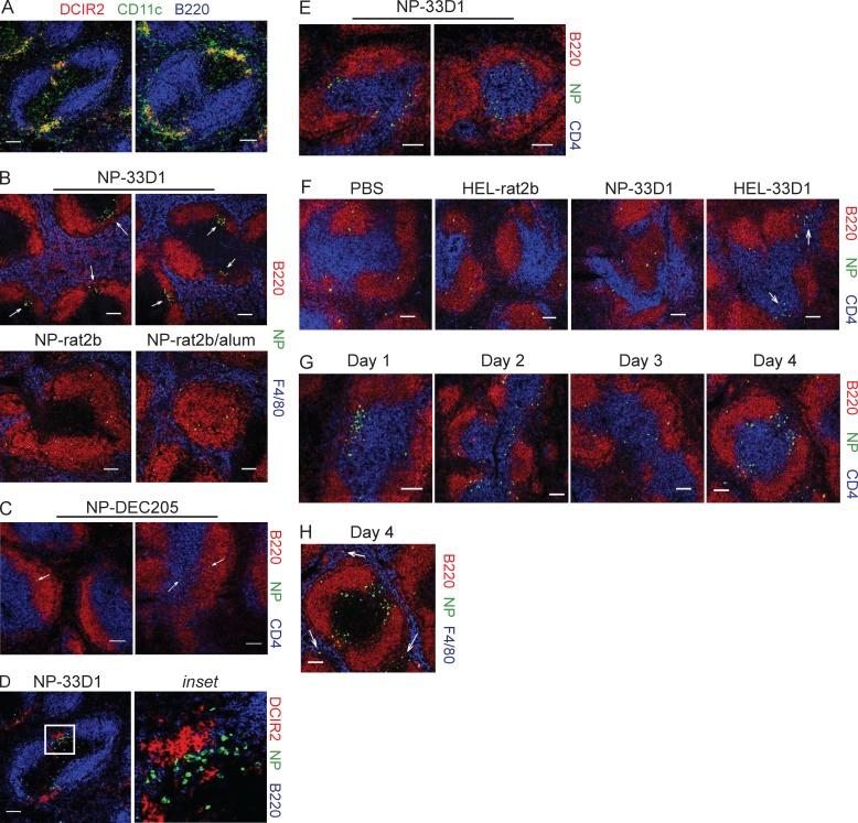 https://cdn.ncbi.nlm.nih.gov/pmc/blobs/fca6/3457737/3ffa662cc466/JEM_20120774_Fig8.jpg