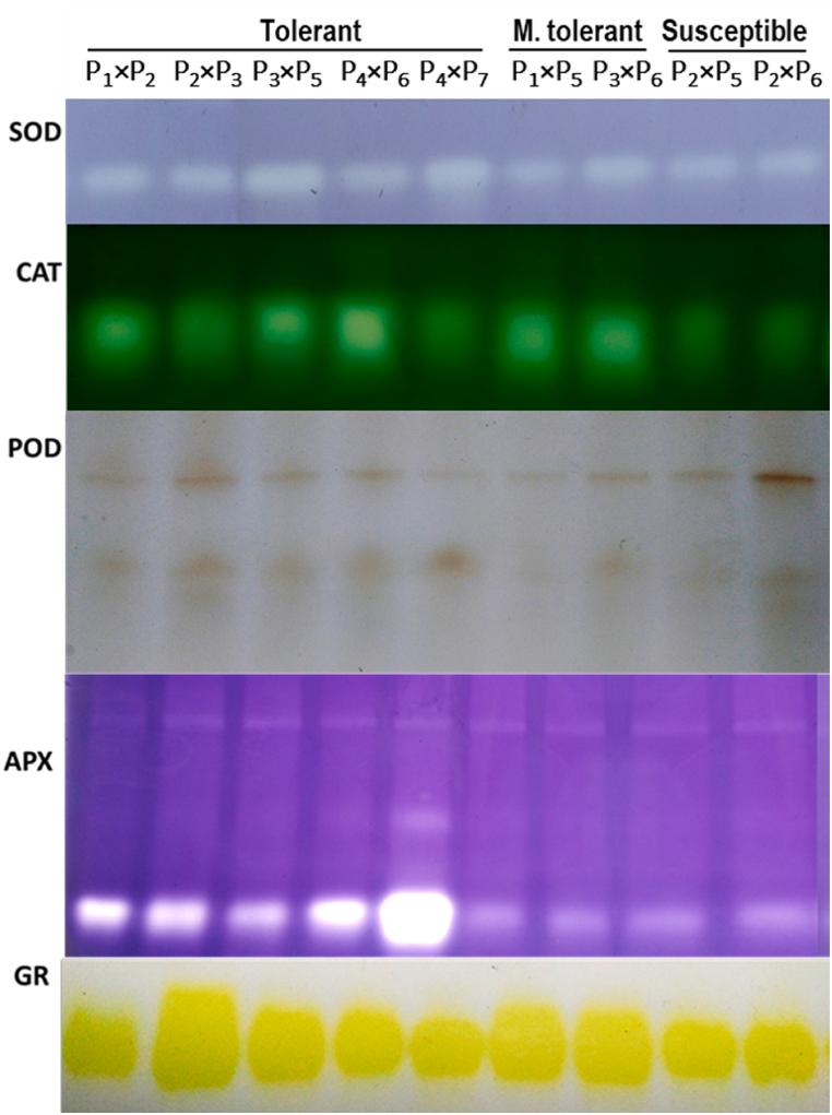 https://cdn.ncbi.nlm.nih.gov/pmc/blobs/fca7/11284426/3601e481550e/gr2.jpg