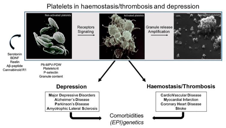 https://cdn.ncbi.nlm.nih.gov/pmc/blobs/fca7/7700239/7aad1c0481f7/ijms-21-08817-g001.jpg