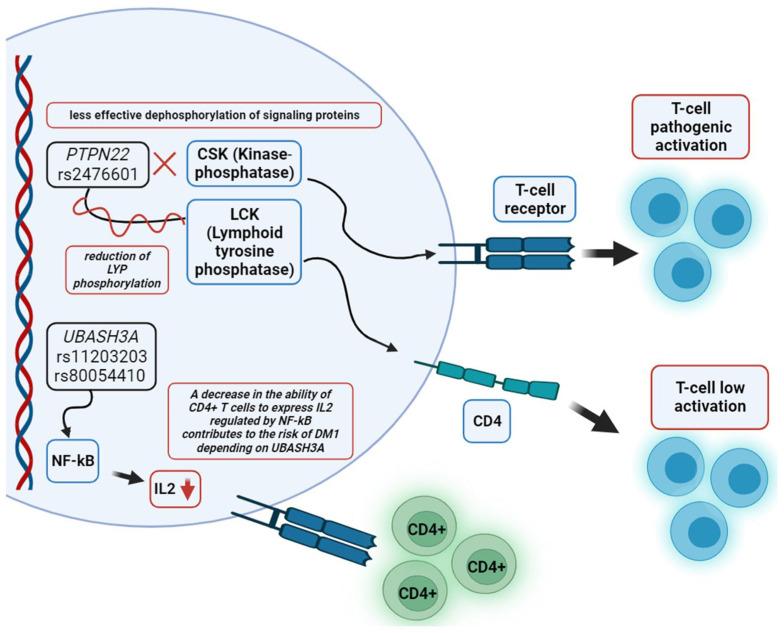 https://cdn.ncbi.nlm.nih.gov/pmc/blobs/fca8/10886892/bcbdbd9557fe/biomedicines-12-00399-g003.jpg