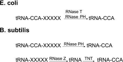 https://cdn.ncbi.nlm.nih.gov/pmc/blobs/fca8/1360286/906292244f60/gkj472f1.jpg